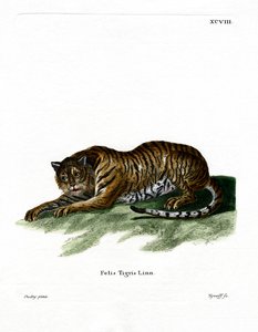 Tiger (färgad gravyr) av German School