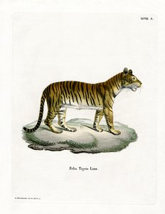 Tiger (färgad gravyr) av German School