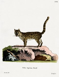 Tiger Cat (färgad gravyr) av German School