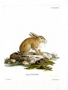 Tolai Hare (färgad gravyr) av German School