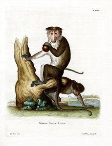 Toque Macaque (färgad gravyr) av German School
