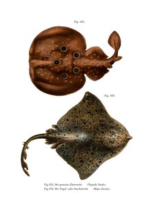 Angel Shark (färg litho) av German School