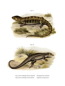 Tropidogerrhon rudicollis (färg litho) av German School