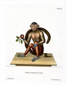 Tufted Capuchin (färgad gravyr) av German School