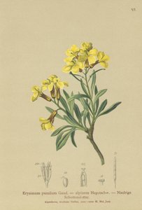 Tuftad väggblomma (Erysimum pumilum, Erysimum alpinum) av German School