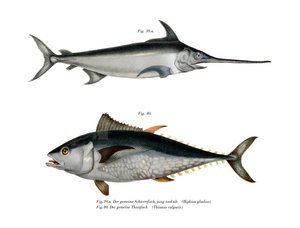 Tonfisk (färg litho) av German School