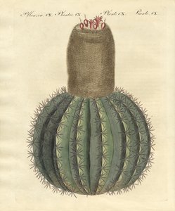 Turks-cap Cactus av German School