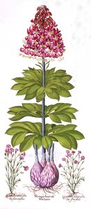Turks Cap Lily och Dianthus, från Hortus Eystettensis, av Basil Besler (1561-1629), pub. 1613 (handfärgad gravyr) av German School