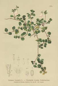 Tvillingblomma (Linnaea borealis) av German School