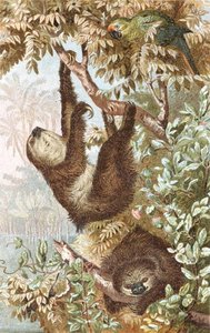 Two-Toed Sloth, tallrik från "Brehms Tierleben: Allgemeine Kunde des Tierreichs", vol.2, s.646, utgiven av Bibliographisches Institut av German School
