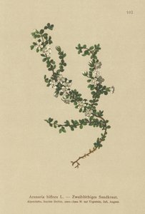 Tvåblommig sandört (Arenaria biflora) av German School