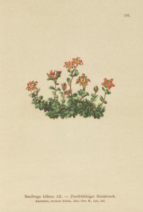 Tvåblommig saxifrage (Saxifraga biflora) av German School