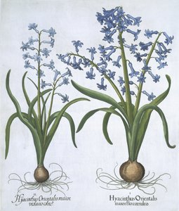 Två blå hyacinter, från Hortus Eystettensis, av Basil Besler (1561-1629) pub. 1613 (handfärgad gravyr) av German School