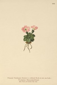 Tyroler primula (Primula tyrolensis, Primula Tirolensis, Primula Allionii) av German School