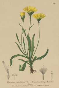 Paraplymjölkört (Hieracium staticefolium, Hieracium staticifolium, Tolpis staticifolia, Chlorocrepis staticifolium, Chlorocrepis staticifolia) av German School