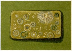 Ohälsosamma nivåer av bakterier i dricksvatten, ca 1890 (färgkromolitografi) av German School