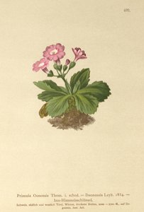 Val-Daone Primrose (Primula Oenensis, Primula Daonensis) av German School