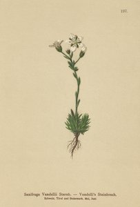 Vandellis Saxifrage (Saxifraga Vandellii) av German School