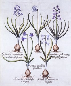 Variationer av hyacint med glödlampa, från Hortus Eystettensis, av Basil Besler (1561-1629), pub. 1613 (handfärgad gravyr) av German School