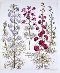 Varietes of Larkspur, från Hortus Eystettensis, av Basil Besler (1561-1629), pub. 1613 (handfärgad gravyr) av German School