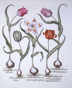 Varieties of Tulip, från Hortus Eystettensis, av Basil Besler (1561-1629), pub. 1613 (handfärgad gravyr) av German School