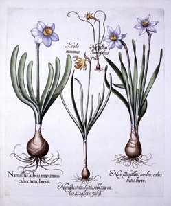 Diverse Narcissi, från Hortus Eystettensis, av Basil Besler (1561-1629), pub. 1613 (handfärgad gravyr) av German School