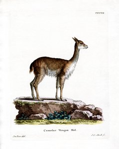 Vicugna (färgad gravyr) av German School