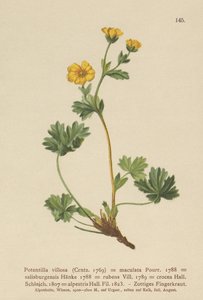 Villous Cinquefoil (Potentilla villosa, Potentilla maculata, Potentilla rubens, Potentilla crocea, Potentilla alpestris, Potentilla salisburgensis) av German School