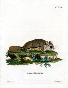 Virginian Flying Squirrel (färgad gravyr) av German School