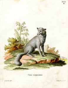 Virginian Fox (färgad gravyr) av German School