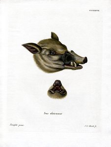 Vårsvin (färgad gravyr) av German School