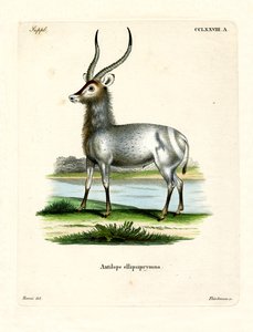 Waterbuck (färgad gravyr) av German School