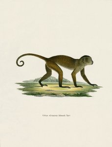 Weeper Capuchin (färgad gravyr) av German School