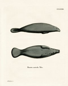 West Indian Manatee (färgad gravyr) av German School