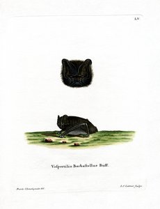 Western Barbastelle (färgad gravyr) av German School