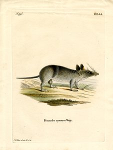 Western Barred Bandicoot (färgad gravyr) av German School