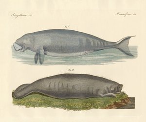 Valliknande djur (färgad gravyr) av German School