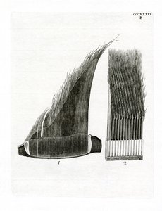 Whale Baleen Plates (färgad gravyr) av German School