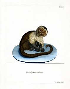 Vithövdad kapuciner (färgad gravyr) av German School