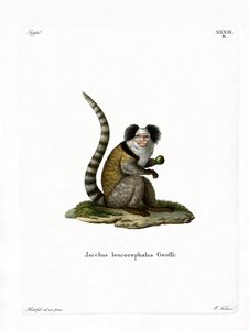 Marmoset med vithuvud (färgad gravyr) av German School