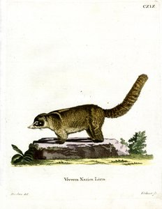 White-nosed Coati (färgad gravyr) av German School
