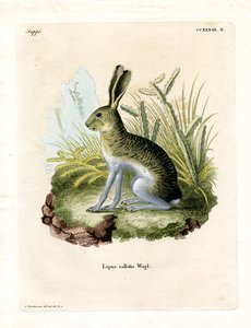 Vitsidig Jackrabbit (färgad gravyr) av German School