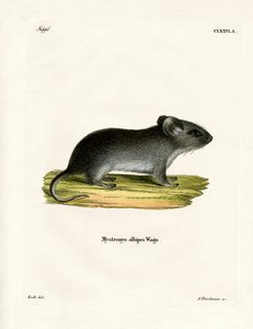 Vitsvansmus (färgad gravyr) av German School