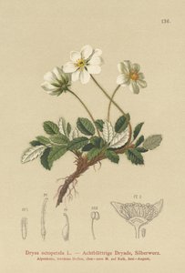 Vita dryas av German School
