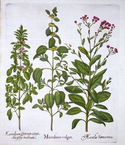 White Horehound, Horehound och Mint, från Hortus Eystettensis, av Basil Besler (1561-1629), pub. 1613 (handfärgad gravyr) av German School