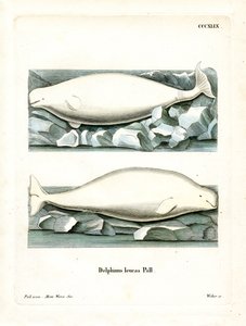 White Whale (färgad gravyr) av German School