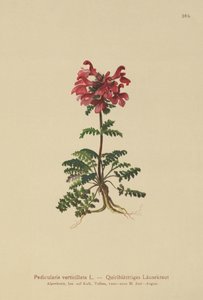 Slingor (Pedicularis verticillata) av German School