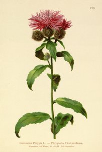 Peruk Knapweed (Centaurea Phrygia) av German School