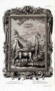 Vilda djur, ur "Physica Sacra", graverad av Jacob Andreas Fridrich (1684-1751) Augsberg av German School