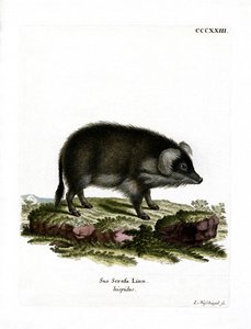Vildsvin (färgad gravyr) av German School